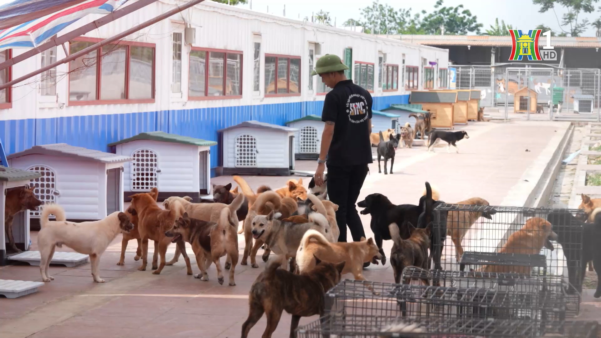 Trạm cứu hộ chó mèo | Phóng sự tài liệu | 27/05/2025